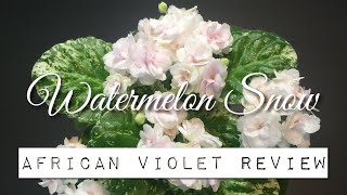 Watermelon Snow - African Violet Review