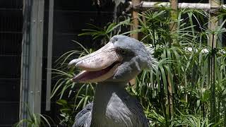 shoebill ハシビロコウ ハァハァアサンテ