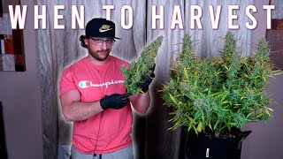 HOW TO GROW WEED EASILY (AUTOFLOWERS)... JUST ADD WATER: WHEN TO HARVEST GROWING ORGANICALLY. EP4