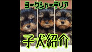 【子犬紹介】ヨークシャーテリア2020/11/27生 男の子１頭・女の子２頭