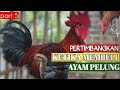 pilih indukan atau doc ?? usaha ayam pelung pemula