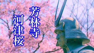 【4K 岩槻芳林寺　河津桜】2024/3/3満開を迎えた芳林寺の河津桜が🌸境内を華やかに彩ります。太田道灌　太田資正