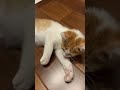 【子猫】可愛くヘソ天【猫のゴロゴロ音】