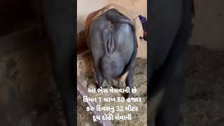 આ ભેસ વેચાવ છે.