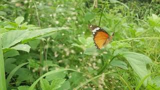 SAFFRON COLOURED PLAIN TIGER BUTTERFLY - ગુજરાત નુ  રાજ્ય પતંગિયુ.