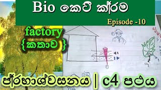 A/L Biology short cuts -part 10 |  c4 pathwayප්‍රභාශ්වසනය(photorespiration) | ජීවවිද්‍යාව නව නිර්දෙශ