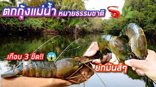 ตกกุ้งแม่น้ำธรรมชาติ🦐🌿 กินรัวๆ ยกกันมันส์ โดนก้ามเทียน เกือบ 3ขีด!!😱