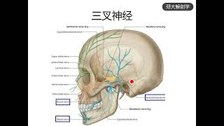 第4期：面肌痉挛与三叉神经痛