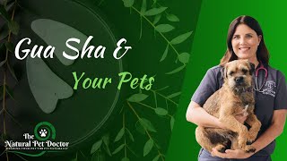 Gua Sha and Your Pets | Dr. Tori Countner - Balanced Pet Vet