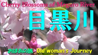 【目黒川の桜】 Cherry Blossoms of Meguro River　ホテル雅叙園東京隣接　アルコタワーアネックス　アマゾンジャパン合同会社　目黒本社から