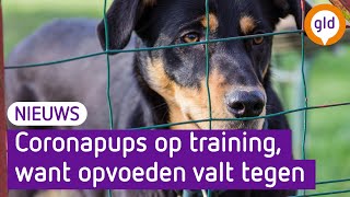 Na corona meer honden met gedragsproblemen