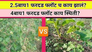 अतिघन 2.5बाय1 कापूस फरदड vs पारंपरिक 4बाय1 फरदाड / ghanlagvad kapus fardad . #2.5बाय1_कापूस_फरदड