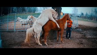 Hand breeding a Maiden Mare / KRYCIE Z RĘKI, KLACZ PIERWIASTKA