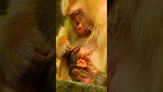 So cute baby monkey with her mother and he brother#012 #babymonkey#monkeyforu