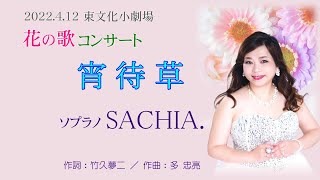 宵待草　ソプラノ歌手 SACHIA ソプラノsachia