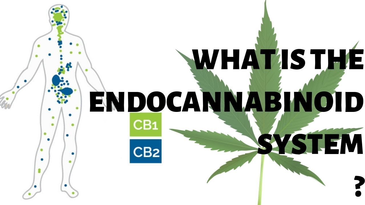 THE ENDOCANNABINOID SYSTEM EXPLAINED [IN DETAIL] - YouTube