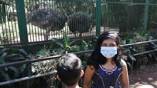 Ostriches in Thrissur Zoo