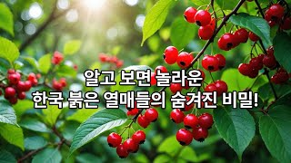 알고보면 놀라운 한국의 빨강색 열매의 숨겨진 비밀!