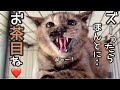 本日の動画は『医者もびっくりのさっちゃん』『ウルンはメタボ』『ズー社長はハブかもしれません』の3本でお送りします。