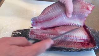 How to fillet a tilapia by Bluegrass Aquaponics.