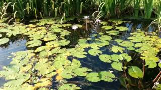 三芝虹橋2017夏