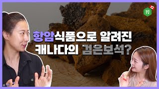 [차가버섯] 항암, 면역력에 도움을 주는 캐나다의 귀한 검은 보석🍄효능과 부작용까지 팩트체크!