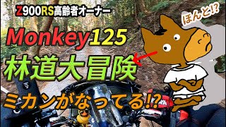 #136【Monkey125 林道大冒険！？】モンキー125で金峰山の林道を訪ねる。初めての林道探検、結果はどうだったのか！ミカンが成ってる林道！？