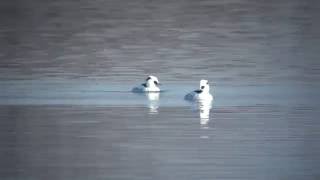 ミコアイサ（2）渡良瀬遊水地 - Smew - Wild Bird - 野鳥 動画図鑑