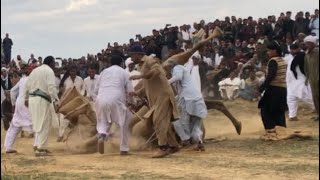 Camels weight lifting 36 Mann 20 kg mela surakhi 06/03/2022