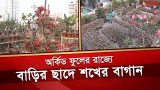 ছাদবাগানে বাড়ছে অর্কিড চাষের বাণিজ্যিক সম্ভাবনা | Orchid flower | Chapai Nawabganj | Desh TV