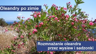 Oleandry po zimie - przesadzanie i rozmnażanie oleandra przez wysiew i sadzonki