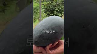 개똥수박