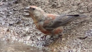 Piquituerto común (Loxia curvirostra) Red Crossbill +