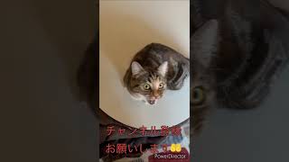 短足マンチカンの鳴き声