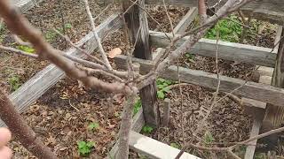 Katy apricot grows in Houston texas during the dormancy in Feb 2023