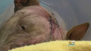 PETA \u0026 Crime Stoppers Up Reward To Find Person Who Stabbed Dog To Death