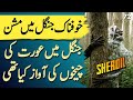 SHERDIL | Ep72 | Horrible Screams Of A Women In The Most Dangerous Jungle | Roxen Original