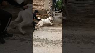 Вот это сила 🔥⚔️ | Alabay dogs #subscribe #tiktok #alabay #doglover #dog #алабай #тикток #волкодав э