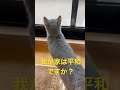 ニャルソックする猫（ロシアンブルー） shorts