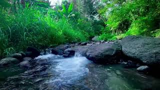 Harmony Nature Sounds, Relaxing Forest River for Meditation, Yoga, Stress Relief, Zen & Deep Sleep