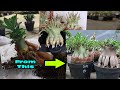 Cara Membuat Akar Adenium Tumbuh Kompak Seperti Kaki Gurita Program Akar Adenium. Bonsai Mawar Gurun