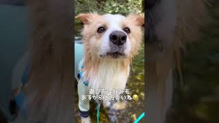 兄ちゃんと、はぐれてしまったと思いソワソワする犬【ボーダーコリー】#shorts