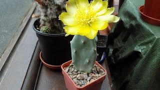 My Opuntia stricta Cactus with a beautiful golden flower August 2015
