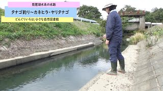 晩秋・タナゴ釣り～カネヒラ、ヤリタナゴ【琵琶湖水系】