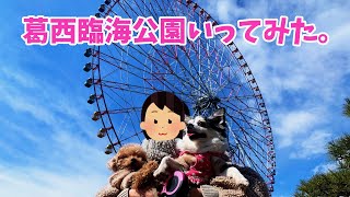 【犬の散歩】トイプー♂チワワ♀と葛西臨海公園いってみた。