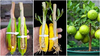 How to grow lemon plant at home from cutting || Best \u0026 easy idea for planting