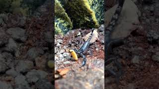 Asian forest scorpion proud of his catch. #subscribe #viral #youtubeshorts #follow #ytshorts #share