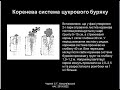 Агрохімія. Лекція 26. Удобрення цукрового буряку.