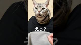 猫くんのフレーメン反応　#猫 #cat #まるも