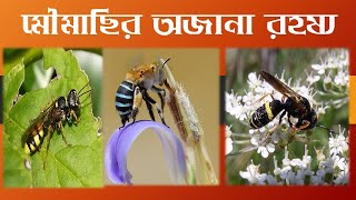 মৌমাছির অজানা রহস্য ।। The unknown secrets of bees II HImuExplorebd24 II2024